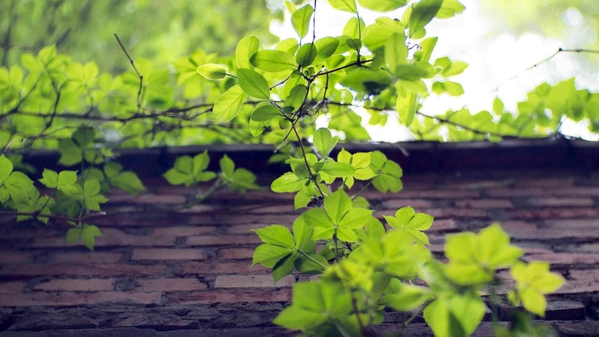 绿色植物常春藤叶 4K 特写-奈落语