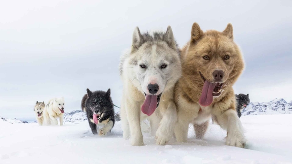 哈士奇  冬季  雪橇犬-奈落语