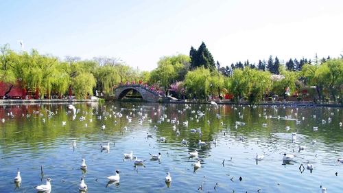 夏季 昆明 大观楼 公园 湖 鸟-奈落语