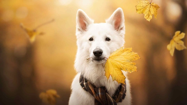 白色瑞士牧羊犬品种狗壁纸-奈落语