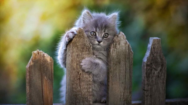 猫 栅栏-奈落语
