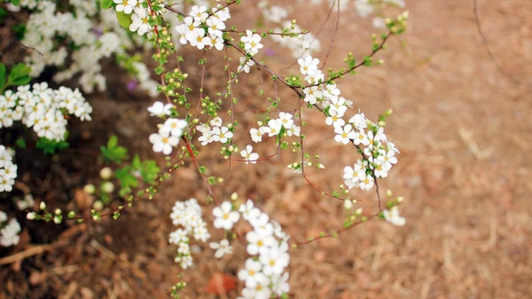 春天梨树发芽白花照片-奈落语