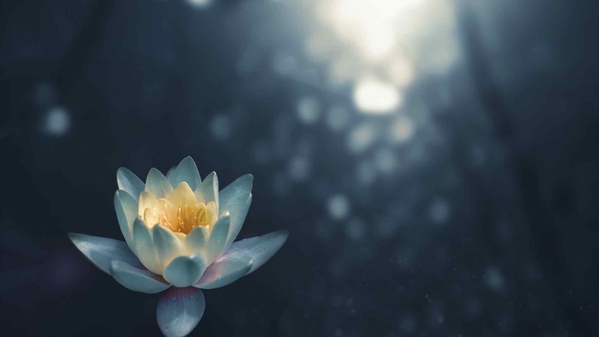 镜头光晕白莲花照片-奈落语