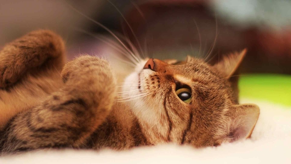 可爱的小猫脸-奈落语