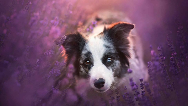 薰衣草间的边境牧羊犬-奈落语