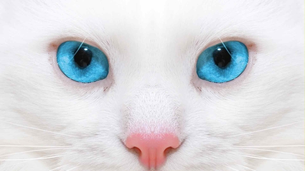 蓝色眼睛 猫科 动物-奈落语