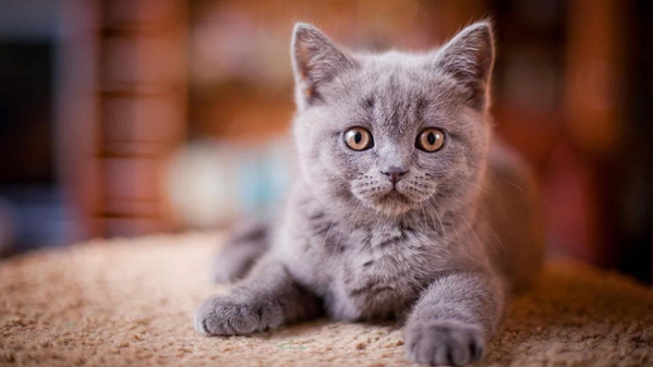 英国短毛猫-奈落语