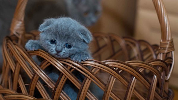 篮子里的俄罗斯蓝色小猫-奈落语