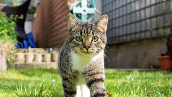 花园里的猫-奈落语