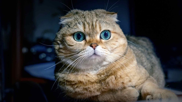 猫海洋之眼-奈落语