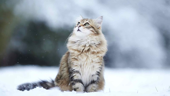 冬天的猫-奈落语