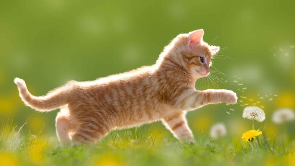 可爱的小猫在玩蒲公英花-奈落语
