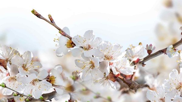 春天 开花 树枝 花 白色 4k-奈落语