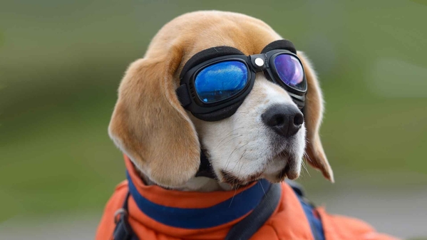 比格犬-奈落语