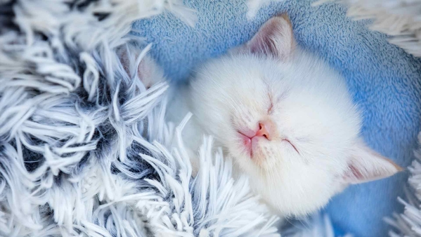 可爱的小猫睡觉壁纸-奈落语