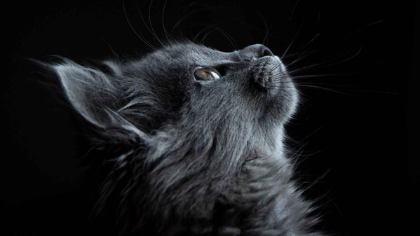 黑色背景上的灰猫脸轮廓-奈落语