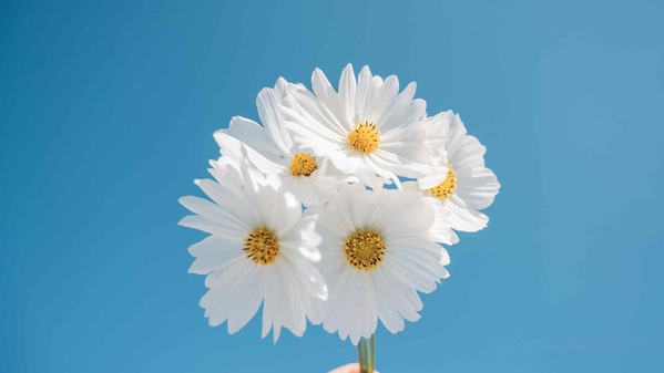 雏菊花蓝天壁纸-奈落语