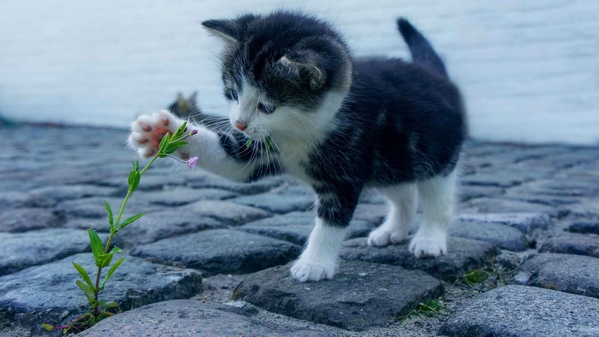 小猫玩花-奈落语