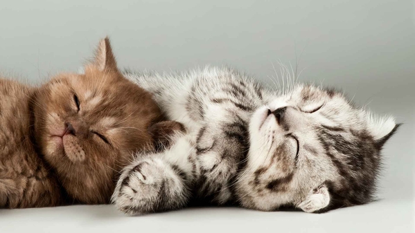 可爱的小猫猫 4K壁纸-奈落语