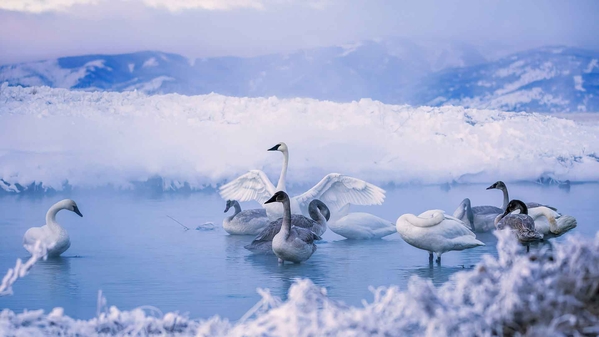 天鹅 鸟 动物 雪地 4K壁纸-奈落语
