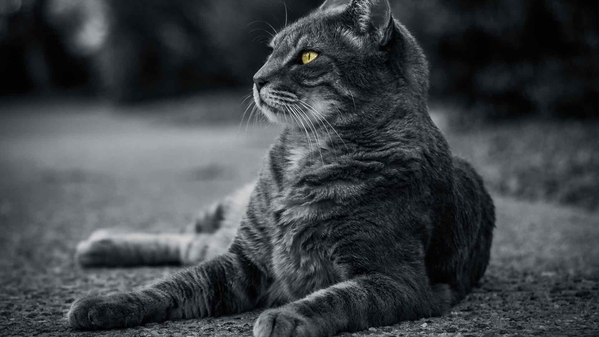 猫单色 4k-奈落语