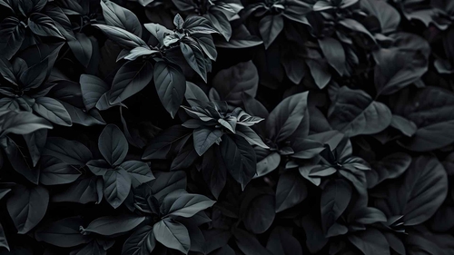 唯美灰色植物桌面壁纸-奈落语