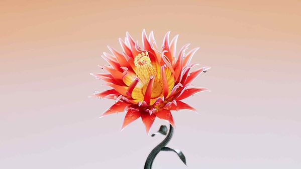 红王普罗蒂亚花壁纸-奈落语
