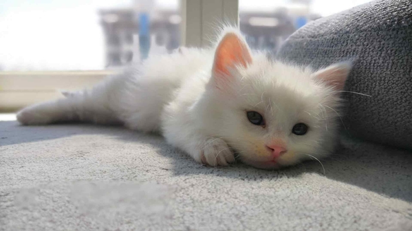 小奶猫-奈落语